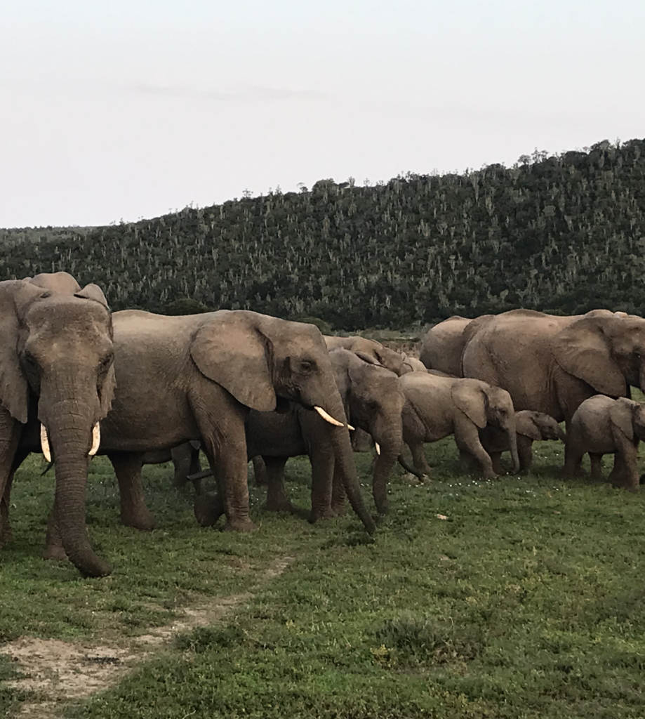Group of elephants on safari