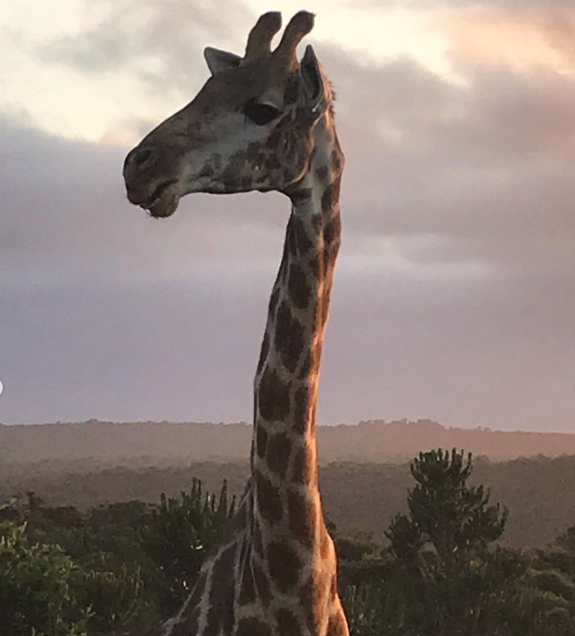 Picture of a giraffe on safari