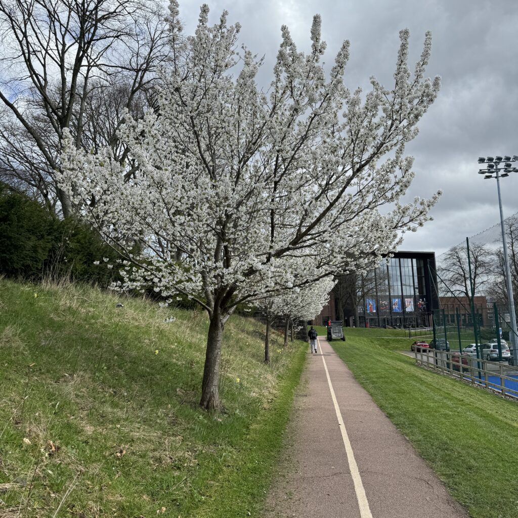 Outdoor courts with blossom tree