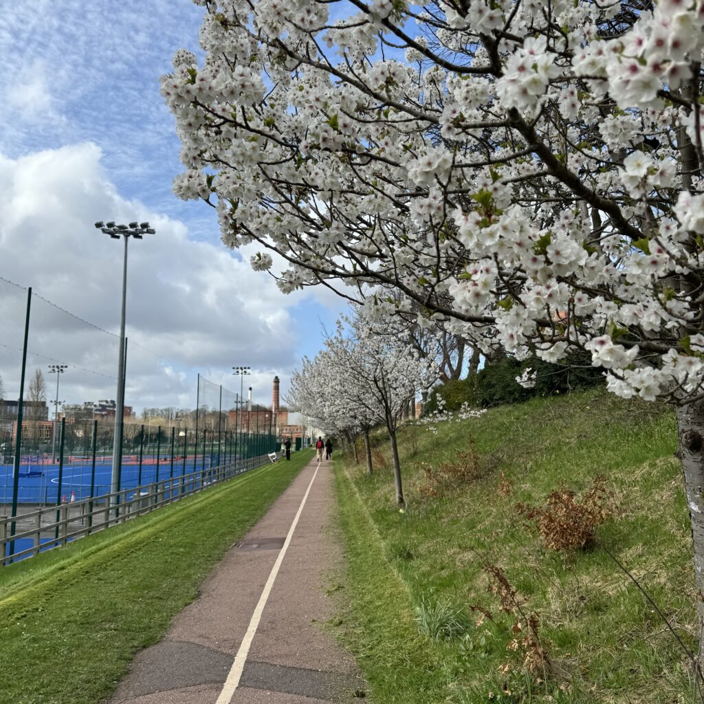 Outdoor courts with blossom tree
